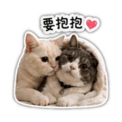 情侶貓團