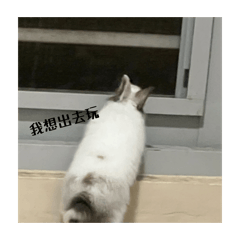 KiKiandBoBo