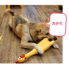 搞笑小狗