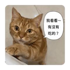 愛吃鬼橘森2