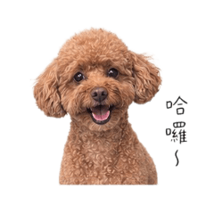 狗狗陪你聊日常