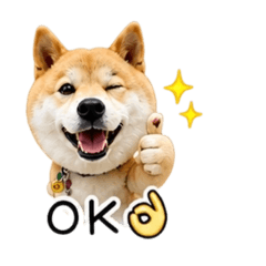 柴犬阿拜2-1