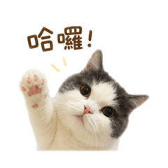 呦呦日常用語