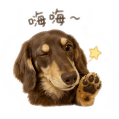 Gucci長毛臘腸の貼圖