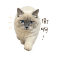 我是鑽石，賺罐罐（2）