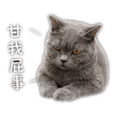 喵喵之家1