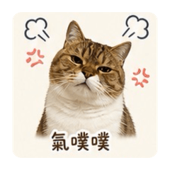 cat cat cat chu