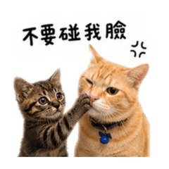 小橘虎小斑比