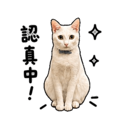 快樂生活貓貓版
