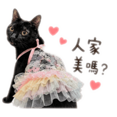 嚕嚕咪貓咪