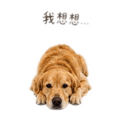 阿金日常用語