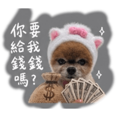 博美小爺