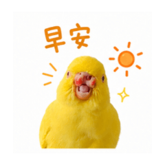 Baby my bird