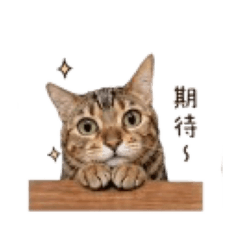 Hanny不是Honey