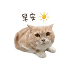傲嬌哈妮的可愛日常