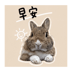 胖球只是一隻兔子2
