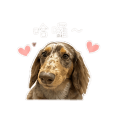 大理石臘腸Lucky dog