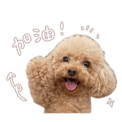小西瓜仔日常