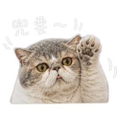 兜兜皮皮
