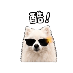 小狐狸樂樂No.1