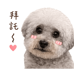 毛茸茸的狗狗心情