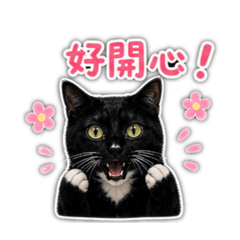 貓襪襪日常