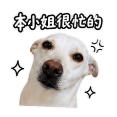 傲嬌米樂日常1
