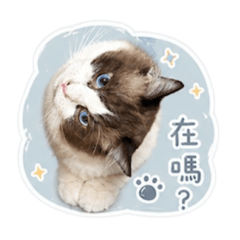 漠漠寶貝