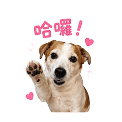 麻豆明星:豆葛寶貝