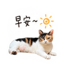 阿寶寶生活語錄