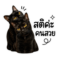 Black Cats Divas