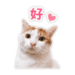 米寶的日常貼圖