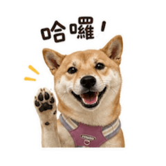 柴柴の小日常