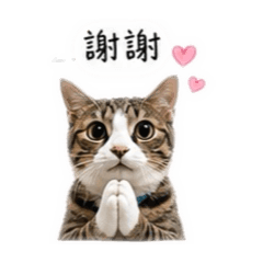 呼嚕小橘貓