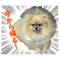 Poko_20260513211556
