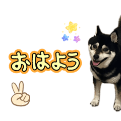 kinaco_shiba