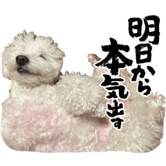gomao_20260513213935