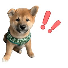 chika_20260513214022