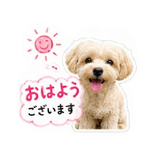 welpon*mama_20260513215959
