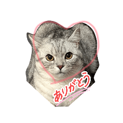 koba_20260513220426