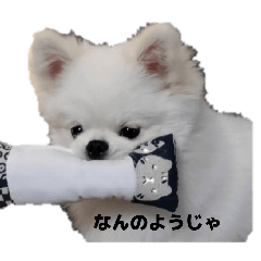 pomeshibawankonosutanpu