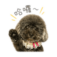 我家的可愛貴賓小狗