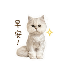 泡の貼圖