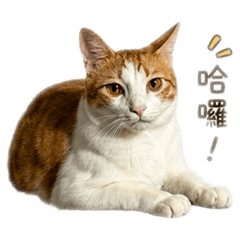 憨吉大摳呆2.0