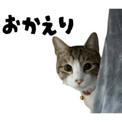 FUROKAKU  CP_20260513222900