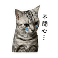 水泥本喵