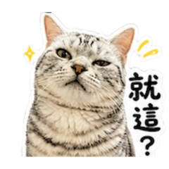 水泥本喵喵