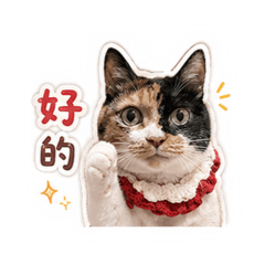 三花貓 花寶寶❤️ 2