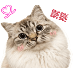 波寶來啦