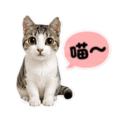 BuBu 布布喵